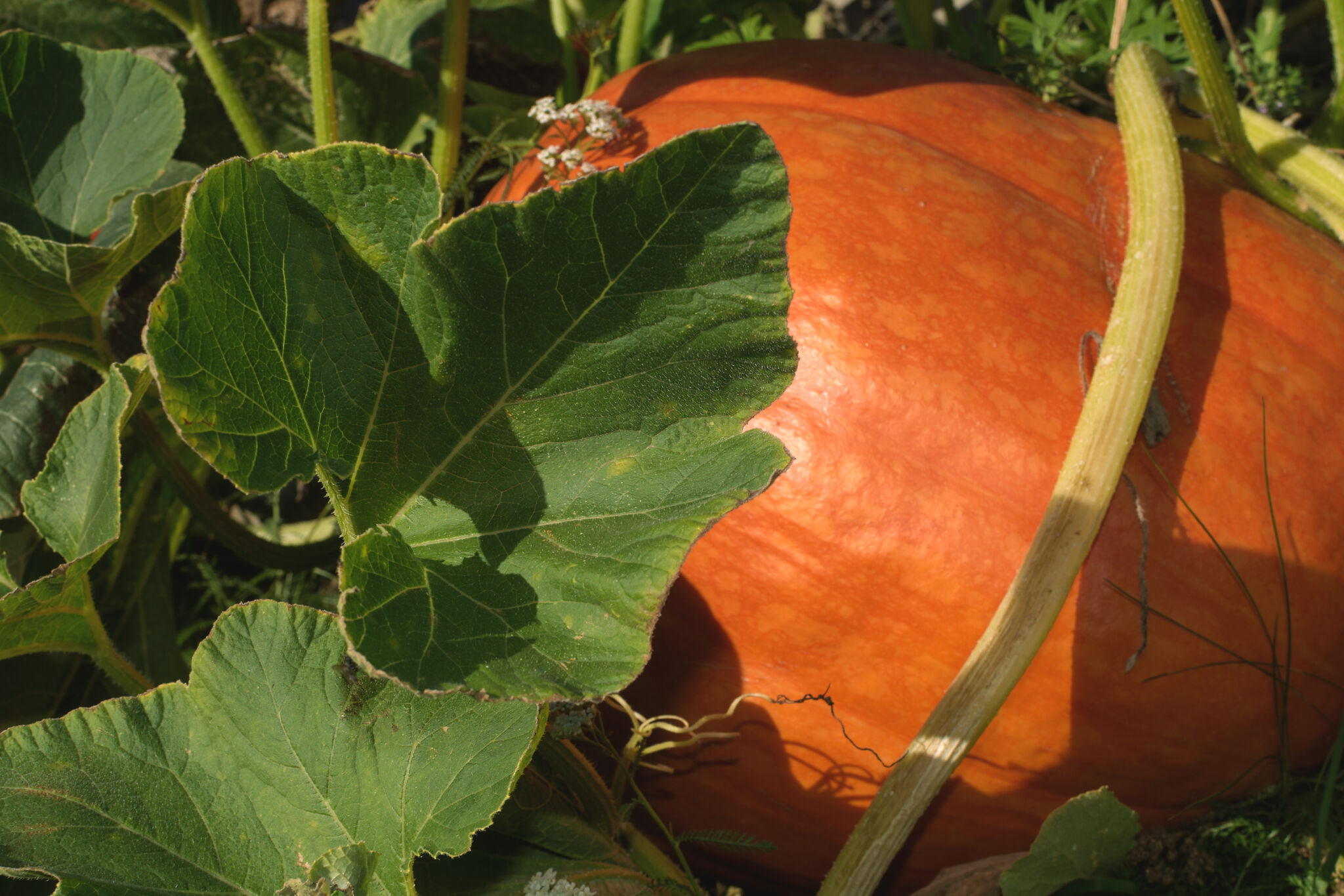 Pumpkin | Copyright-free photo (by M. Vorel) | LibreShot