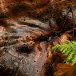 Wet wood in forest Wet wood in forest
