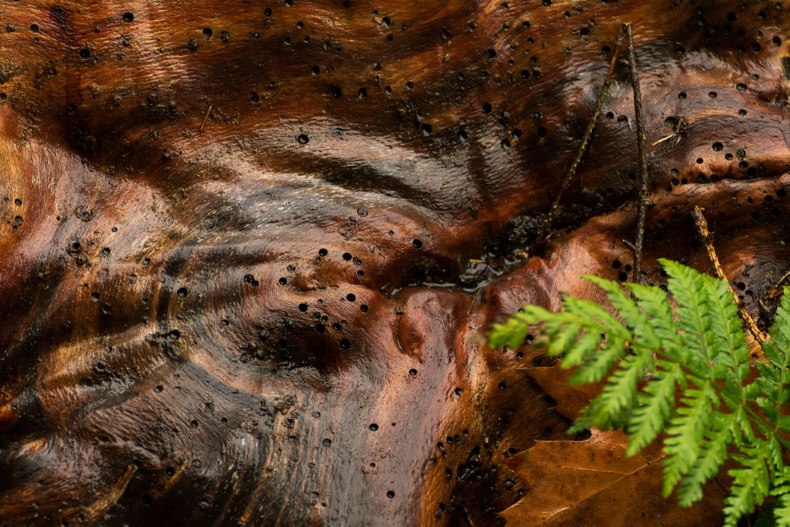 Wet wood in forest Copyrightfree photo (by M. Vorel) LibreShot