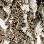 Birch tree bark close up
