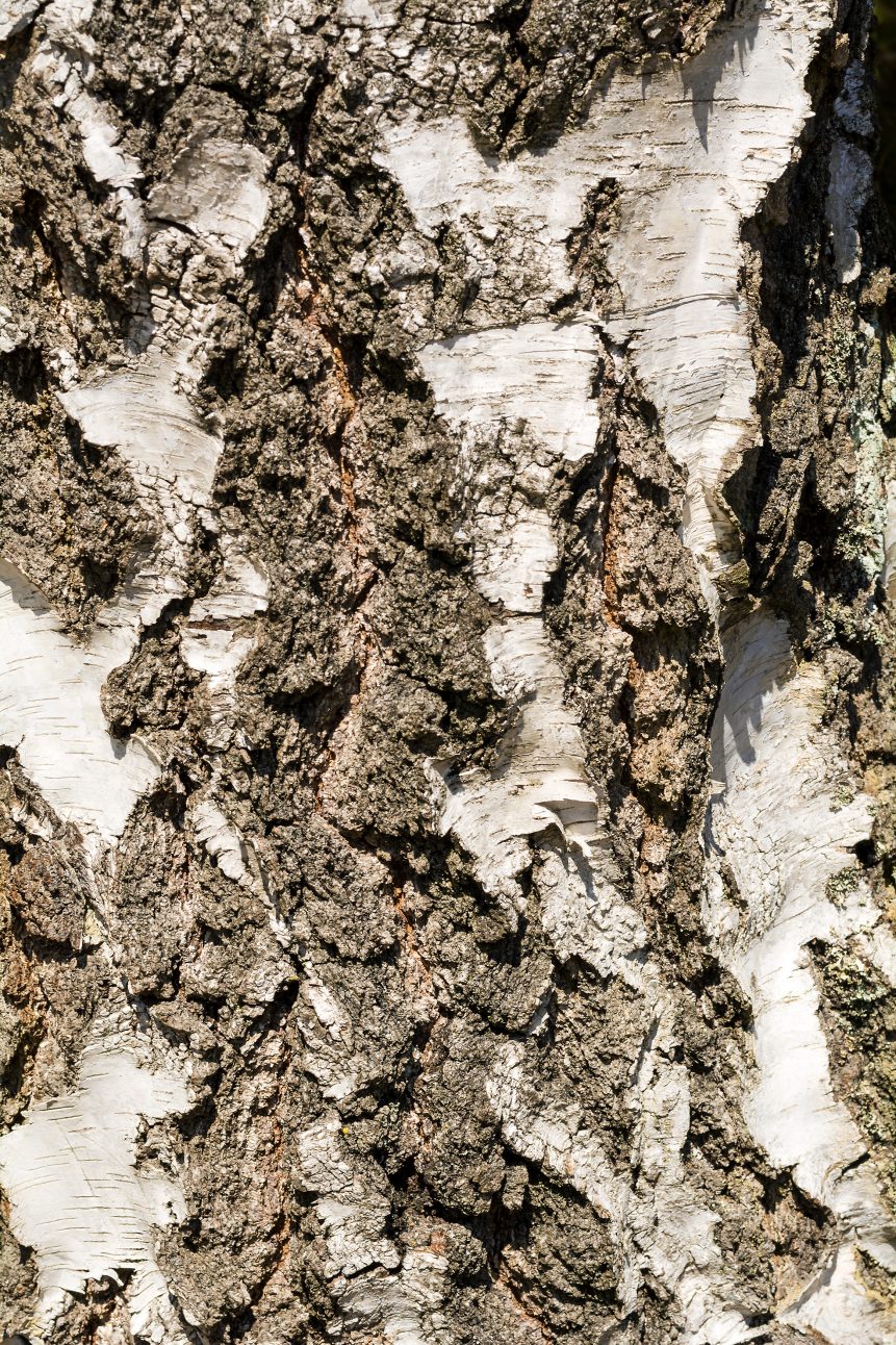 Birch tree bark close up