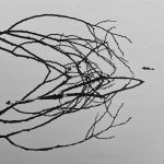 The branch mirrored in water