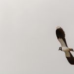 Flying northern lapwing