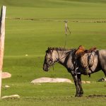 Horse in mongolia