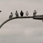 Pigeons on the street lamp Pigeons on the street lamp