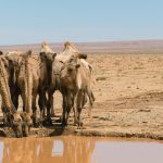 Drinking camels in desert Drinking camels in desert