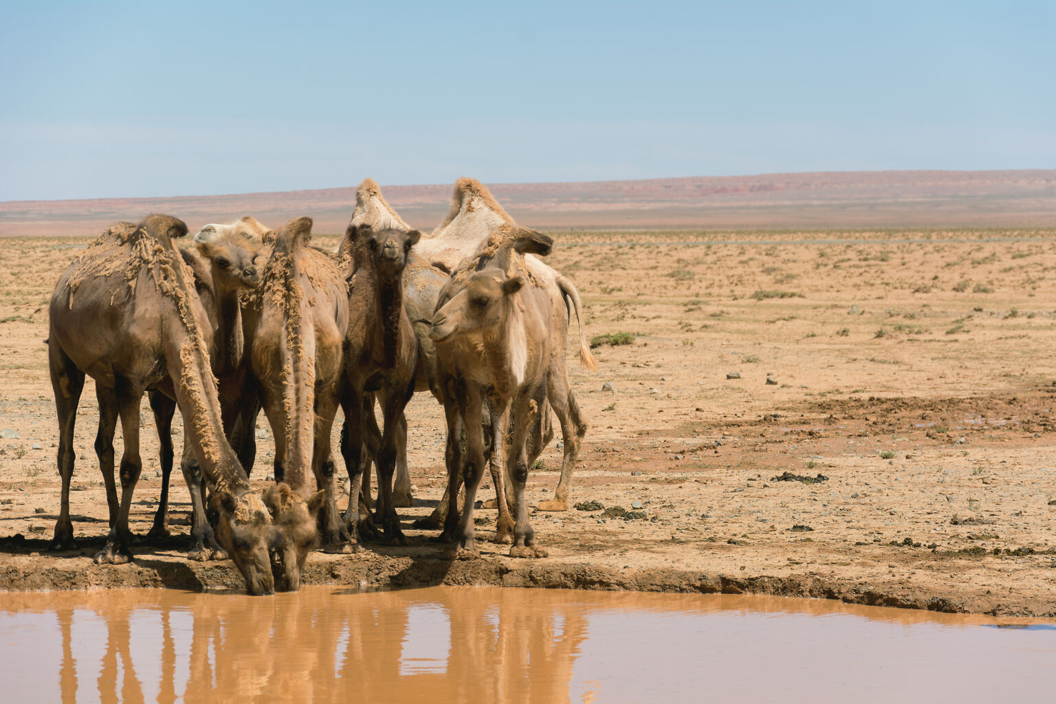 drinking-camels-in-desert-1536x1024.jpg