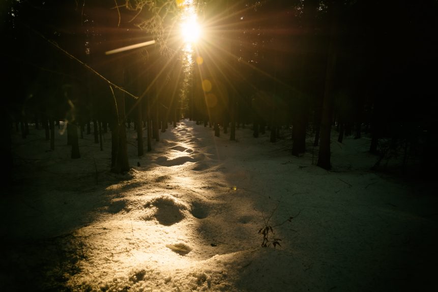 Evening sun in the winter forest