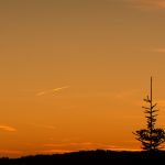 Lone tree at sunset Lone tree at sunset