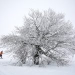 Snow, tree and ski skaters