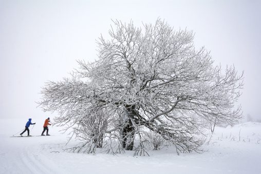Salju, tree and skate skiers