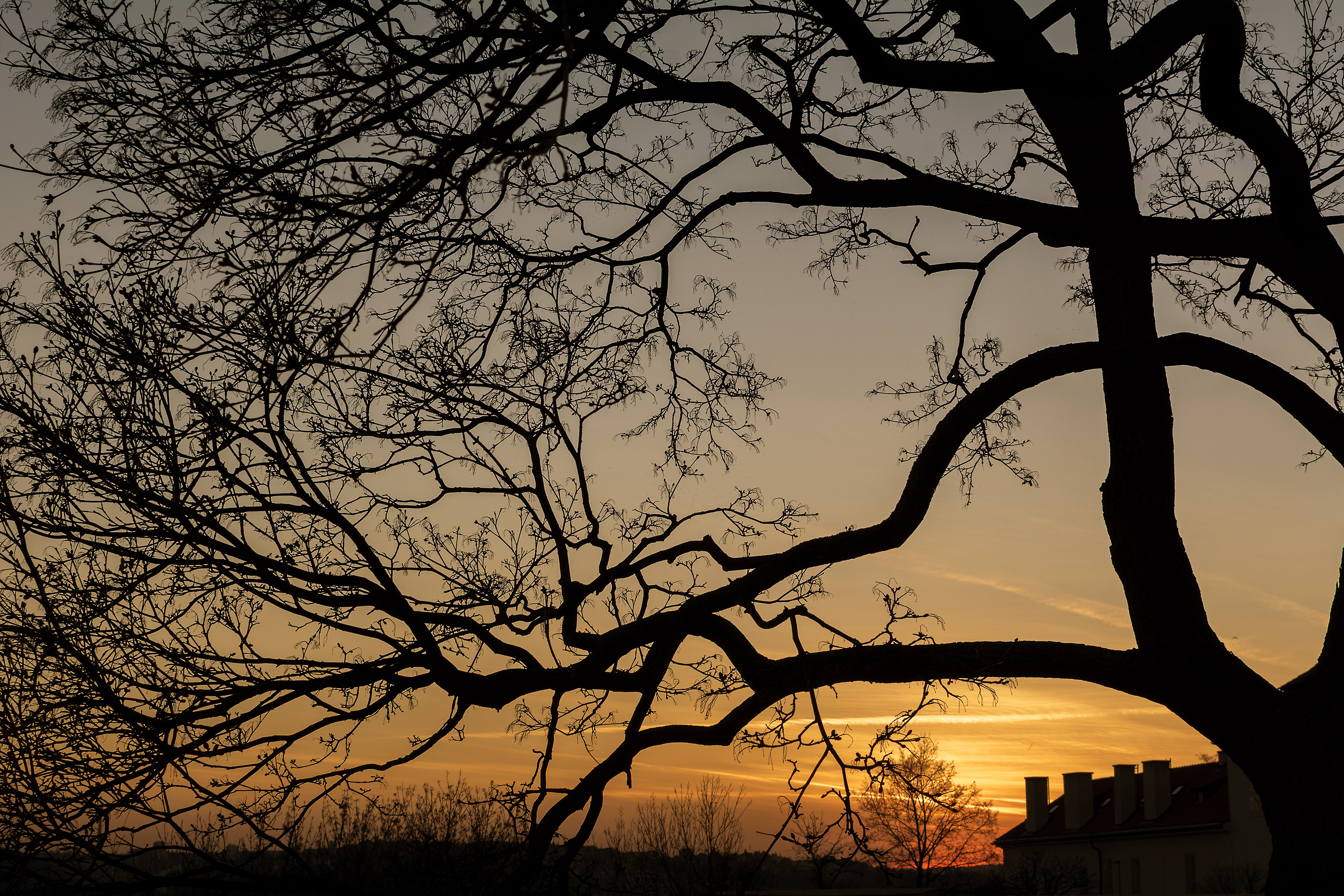 Silhouette Of Tree Branches Free Stock Photo Libreshot