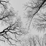 Upward View Into the Trees Upward view into the trees