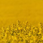 Rapeseed Field Close Up