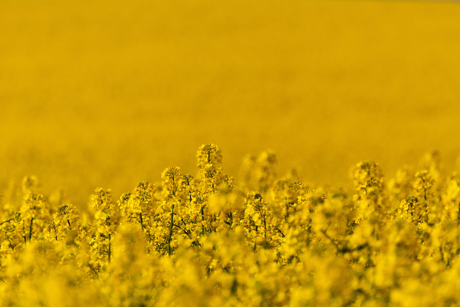 Rapeseed Field Close Up Copyright Free Photo By M Vorel Libreshot