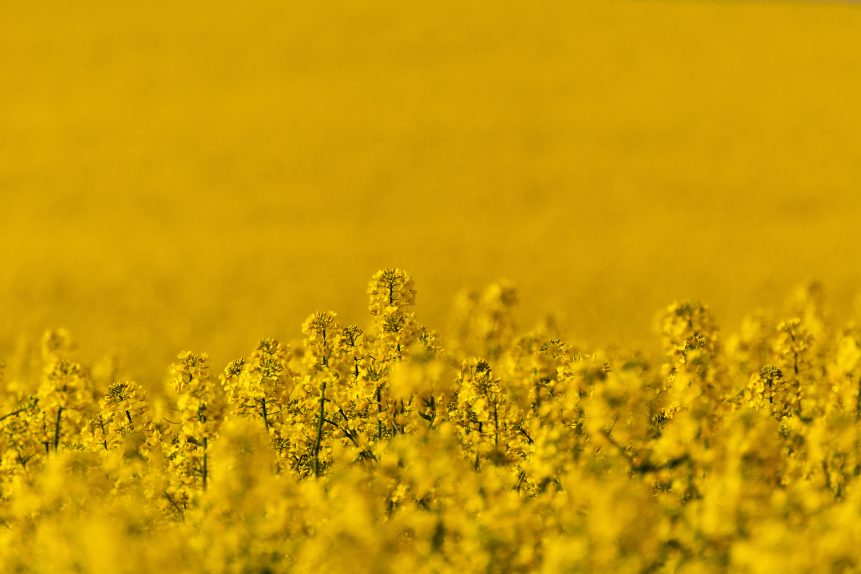 Rapeseed Field Close Up
