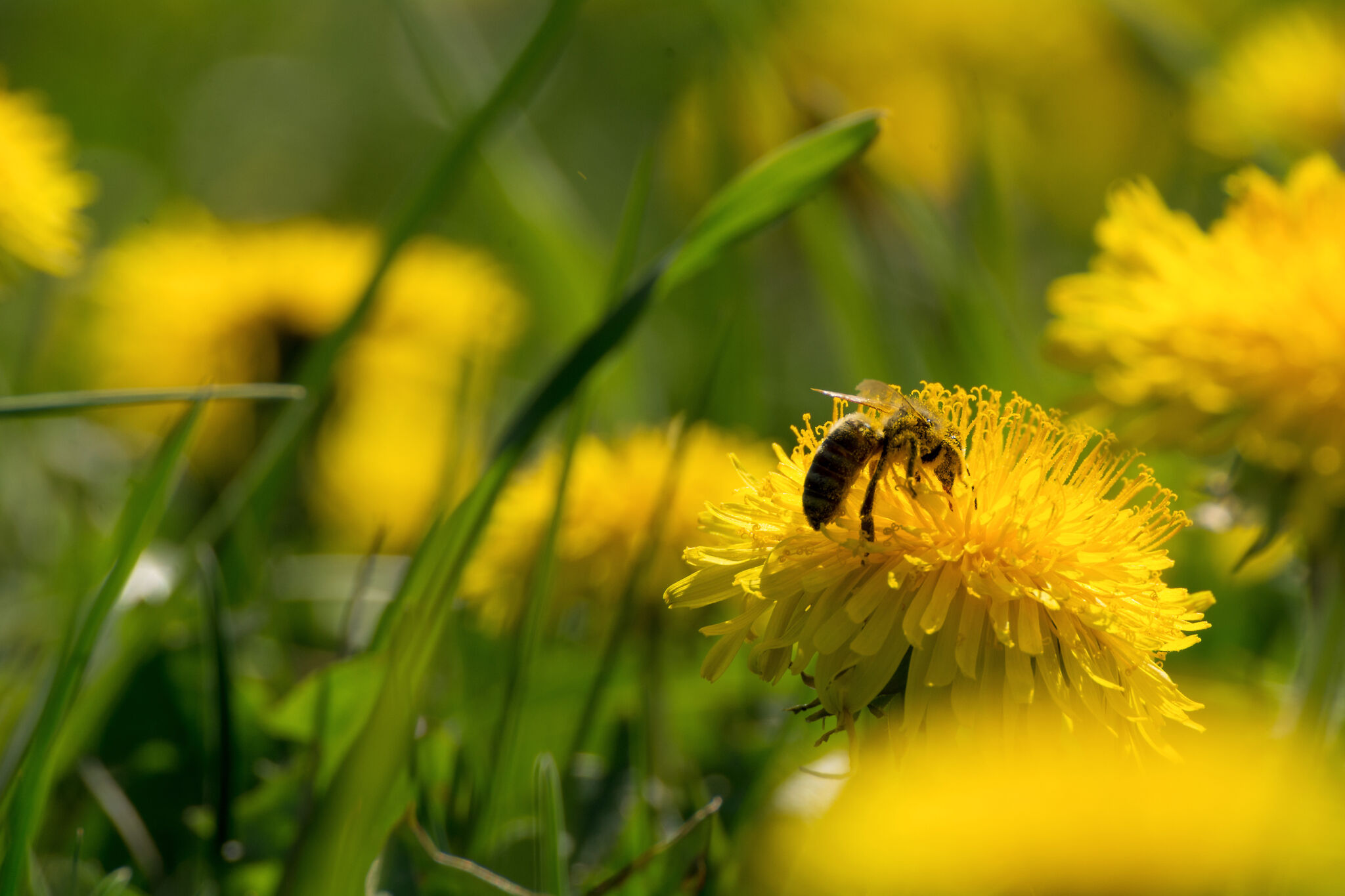 100+ Free Insects stock images. Commercial use. No watermark.