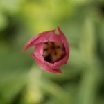 Beautiful Tulip Bloom