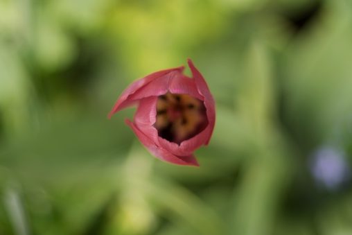 Pragtige Tulip Bloom Top View