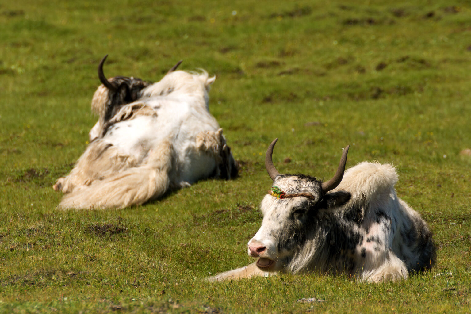 Two White Yaks Lying in a Meadow Copyright free photo (by M Vorel