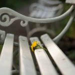 White Park Bench Close Up White Park Bench Close Up