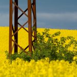 Electric Pole in Rapeseed Field Electric Pole in Rapeseed Field