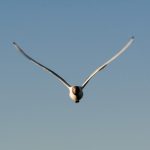 Seagull flying in the blue sky Seagull flying in the blue sky