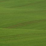 Wavy Green Field in Minimalist Style