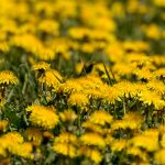 Yellow Dandelion Fields Yellow Dandelion Fields