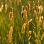 Nature Background