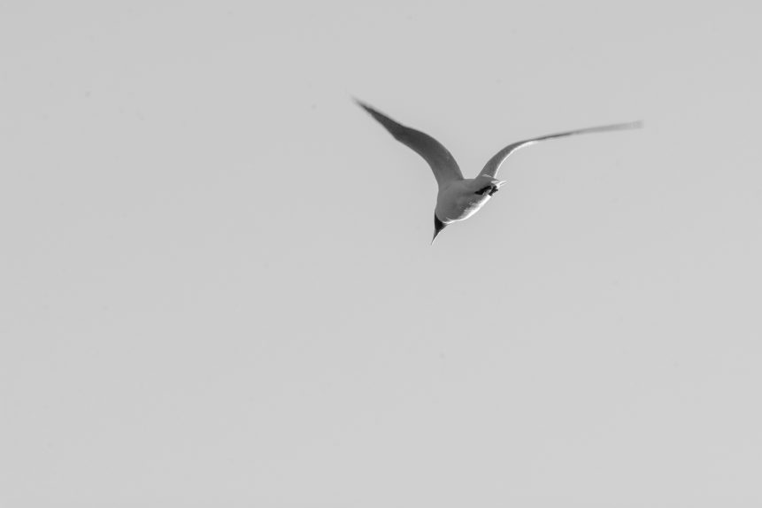 Seagull Flying on the Sky
