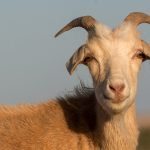 White Goat Face White Goat Face
