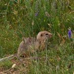 Long-tailed ground squirrel