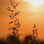Autumn Grass On Meadow Close-Up