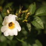 Bee on White Rose