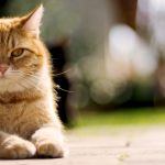 Portrait of Lying Cat