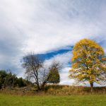 Autumn Trees Autumn Trees