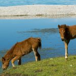 Foals in the wild by the lake