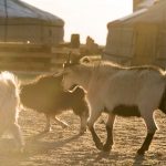 Goats and Yurts in Mongolia Goats and yurts in Mongolia