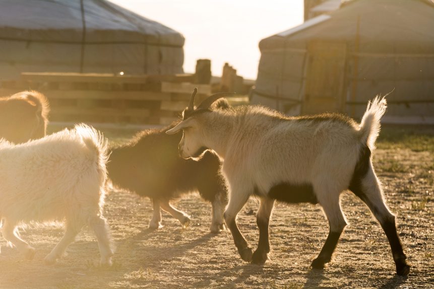 Goats and yurts in Mongolia