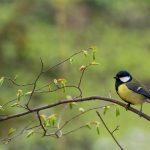 Great Tit Bird