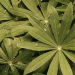 Green Leaves Close-Up
