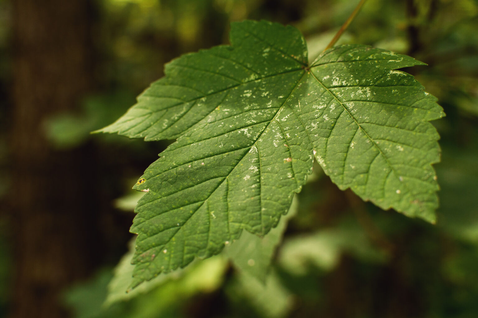 Green Tree Leaf Copyright Free Photo By M Vorel Libreshot