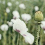Green Poppy Pods