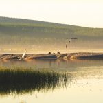 Khövsgöl Lake and Birds Khövsgöl Lake and Birds