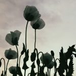 Poppy Flowers Poppy flowers