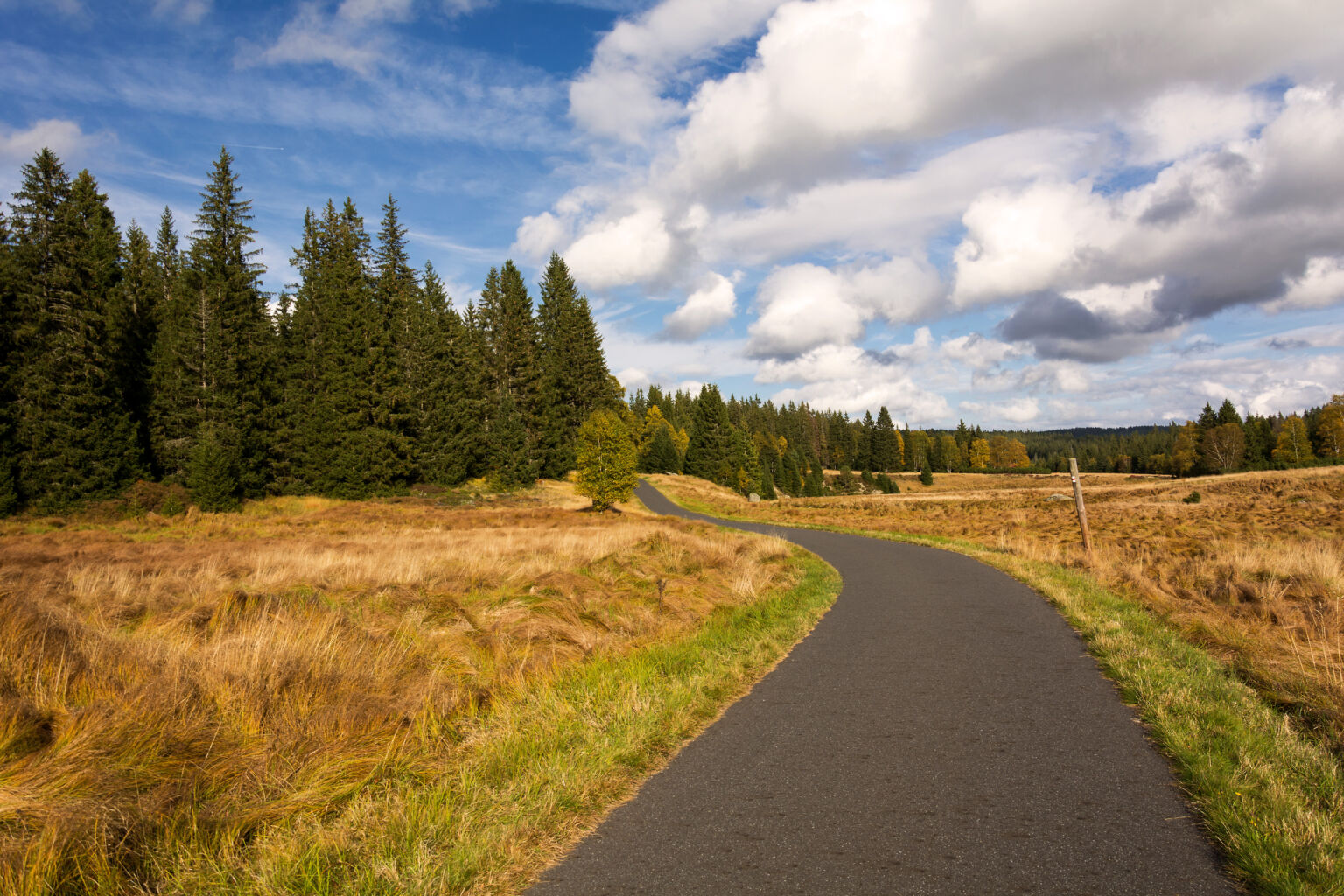 Road in the Forest | Copyright-free photo (by M. Vorel) | LibreShot