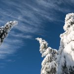 Snowy Trees and Blue Sky Snowy trees and blue sky