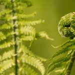 Spiral shaped fern plant