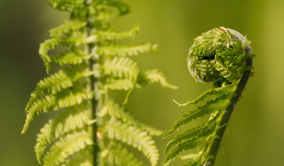 Spiral Shaped Fern Plant | Copyright-free photo (by M. Vorel) | LibreShot